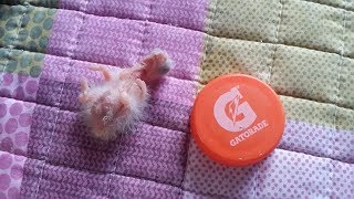 Parrot Baby Hand Feeding Video Collections (앵무새 새끼 이유식 먹이기)