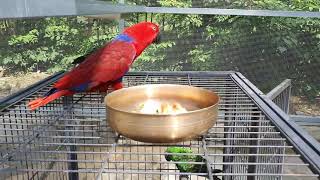 #shorts 뉴기니아앵무 루비의 관심이 귀찮은 자딘앵무 딘딘이