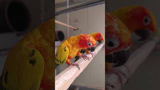 점심은 찰옥수수입니다