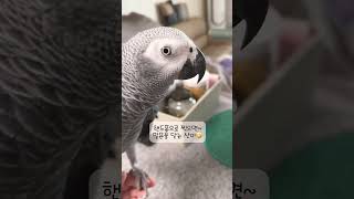 핸드폰 들이대니 말문닫아??? #산이 #회색앵무새