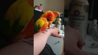 썬코뉴어 쿠쿠와 다스 털고르기