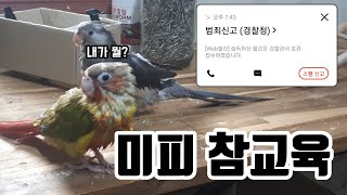 [앵무새] 미피 참교육 & 경찰서 갔다옴