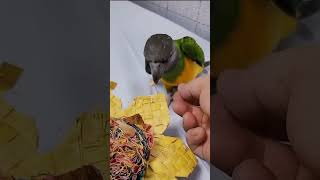 세네갈, 한스마카우, 쟈딘앵무