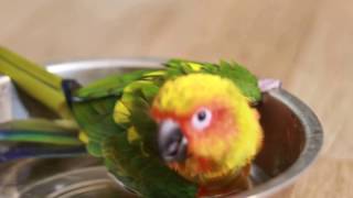 Sun conure taking a bath. 썬코뉴어 목욕