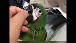 甘えるインコ！【ヒメコンゴウインコ】  Pamper Chestnut-fronted macaw【parrot】