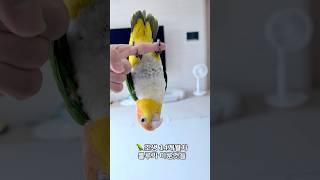 내가 앵무계의 비글이다 #귀여운 #강아지 #동물키우기 #cute #반려조#노란머리카이큐#카이큐#반려동물#앵무새키우기#비글#pet