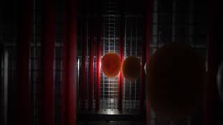 뉴기니아 와 마카우 뉴기니아 유정란 영상 - 천둥 eclectus parrot egg