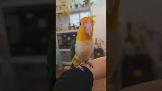 왜 춤안춰줘 노란머리 카이큐 솔라 목털기 장인