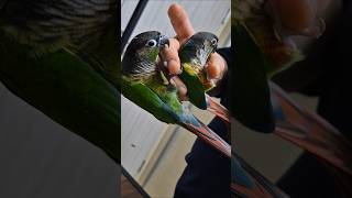 손 놀이를 좋아하는# 코뉴어앵무새#하랑이 #하봉이#parrot#cute