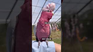 [모란앵무새 로또럭키] 뭔가 억울했던 핑크 갈라코카투꿍…