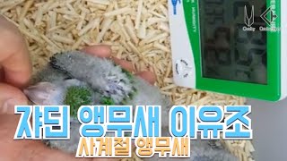 아기 쟈딘 앵무새들