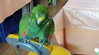 아마존앵무새 샤워하는 모습~ 꼴이 우스꽝스러워요.스프레…