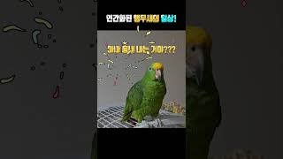 아빠 흉내 + 똥개훈련 시키네