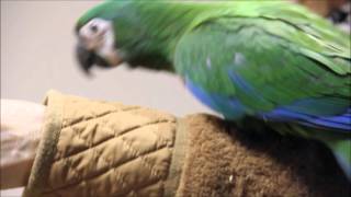Flight training - BG macaw & S…