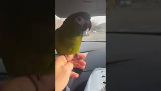 새해 복 많이 받으세요#앵무새#한스마카우#아기상어#허니…