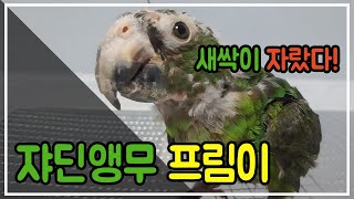 쟈딘앵무 프림이 케어 2주차(feat.아픈앵무 케어하기…