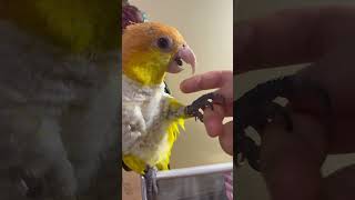 온 몸이 간지러운 노란머리 카이큐 루시