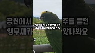 악기연주를 듣고 기분이 좋아서 흥얼거리는 앵무새 #윙스…