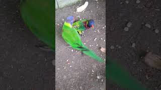 오색 청해와 카카리키 앵무새