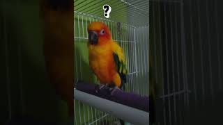 해님이두 코블록스ㅋㅎㅋㅎ #코블록스