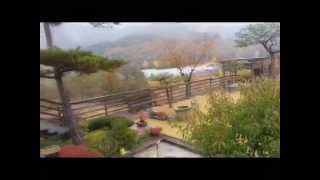 Quaker Parrot (퀘이커 앵무) - Free …