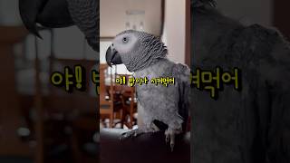 자존심 강한 앵무새 #특히김유정에게