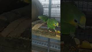 번식조 아마존C 처음 분양 올때는 사람을 엄청 경계 했는데 지금은 사람이 가면 마중 나오네요