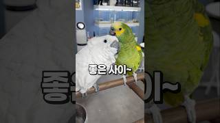 좋은 친구가 있는 행복한 앵무새들  안산 앵무새카페 버…