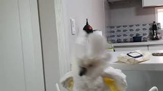 사회적거리두기로 관종지수 하락한 앵무새 나나공주님