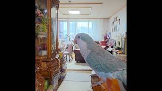 언니가 좋은 사랑이 #앵무새사랑이 #퀘이커앵무 #goldenhamster #parrot