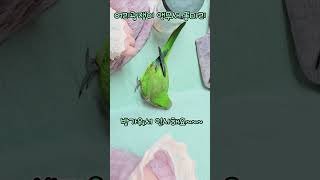 어리광쟁이 똥마리 #퀘이커앵무새 #똥마리 #귀여운앵무새 #반려동물