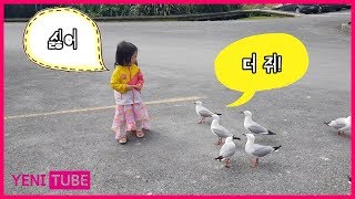 예니투어 in NZ 2편 카이코우라 야생물개 | 잠만 자는 물개 새 먹이주기 Kaikoura point kean viewpoint seals... [ 예니튜브 YENI TUBE ]