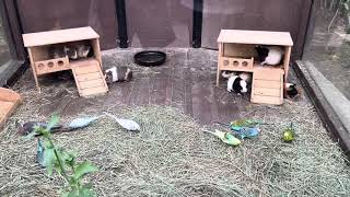 [사이좋은 친구동물들] 기니피그와 앵무새~ 싸우지 않고…