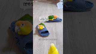 욕심쟁이 카이큐