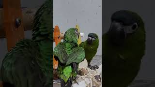 앵무새의 소음정도는 종에 따라 가장 큰 차이가 있지만, 그 외 지루함이 원인이 되는 경우가 많아요.