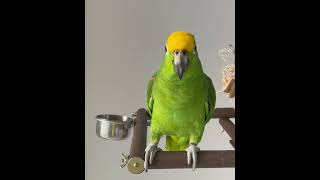 성악하는 앵무새 #조수미앵무새 #parrotsingin…