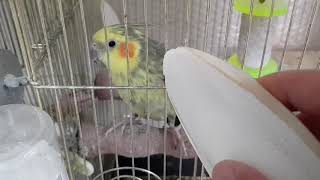 [앵무파파] 앵무새용 갑오징어 뼈(갑) 대박 득템 [2019.05.24]