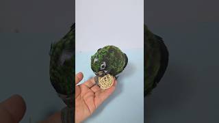 사랑스러운 쟈딘 앵무새예요