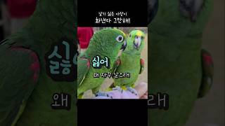 아빠도 싫고 날기도 싫고 다 싫은 놈 #아랑이 #아마존…