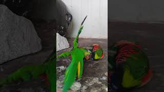 오색 청해 앵무가 요런 재미도 있네요