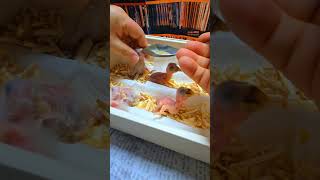 뉴기니아 앵무, 검은 머리 카이큐, 로리. #pets …