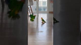 카이큐 앵무새들에게 실망했어요￼~