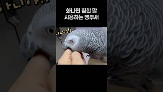 화나면 험한 말 사용하는 앵무새  회색앵무 잠바