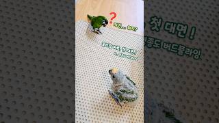 율리: 엄마! 쟤들 뭐야⁉️ #이유조입양#버드플라잉