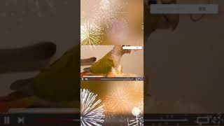 코뉴어의 간식시간