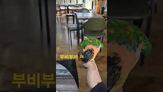 예삐(검은머리카이큐)는 사람을 정말 좋아해요 