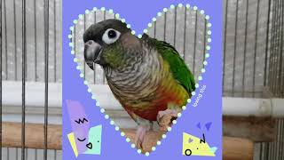 [앵무파파] 코뉴어 앵무새들의 땅콩껍질 사랑, 레드옐로…