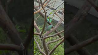 유지구의 아마조나 방문기 #parrot #앵무새 #빗창앵무