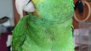 더블옐로우아마존