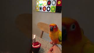 초코군6살 생파~